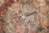 Triassic, Petrified Wood (Araucaria) Round - Madagascar #217095-1